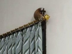Momen Tak Terduga, Kukang Bertengger di Gorden Rumah Warga Ciamis
