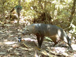Misteri Anjing Hantu Amazon Terkuak Setelah 25 Tahun Penelitian