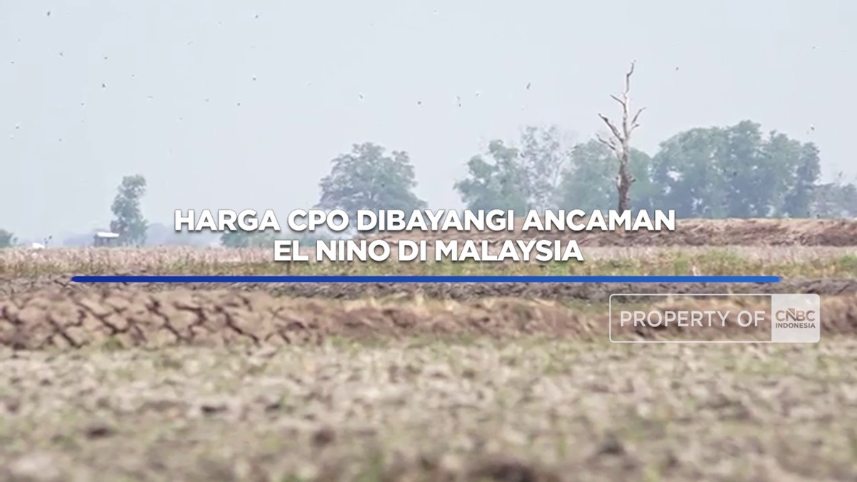 Video: Harga CPO Dibayangi Ancaman El Nino di Malaysia