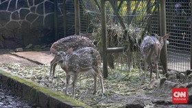 Warga Jakarta bisa mendapat kesempatan mengunjungi Taman Margasatwa Ragunan secara gratis dalam waktu dekat. Catat syarat dan tanggalnya.
