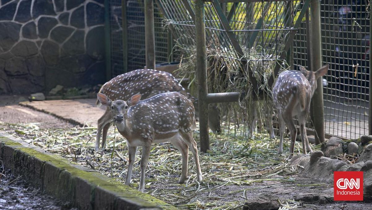 Masuk Ragunan Gratis Di 3 Hari Ini, Cek Syaratnya