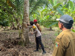 Beruang Masuk Kebun Bikin Petani di Lampung Panik