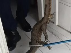 Sat-set! Damkar Kotim Evakuasi Biawak Masuk Rumah dalam Enam Menit