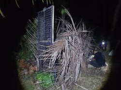 Beruang Muncul di Kebun Warga Tanggamus, BKSDA Pasang Kandang Jebak