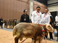Indo Livestock 2026 Resmi Dibuka, Kontes Domba Garut Jadi Sorotan
