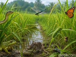 Mengenal Papatong hingga Simeut yang Jadi Penghuni Sawah