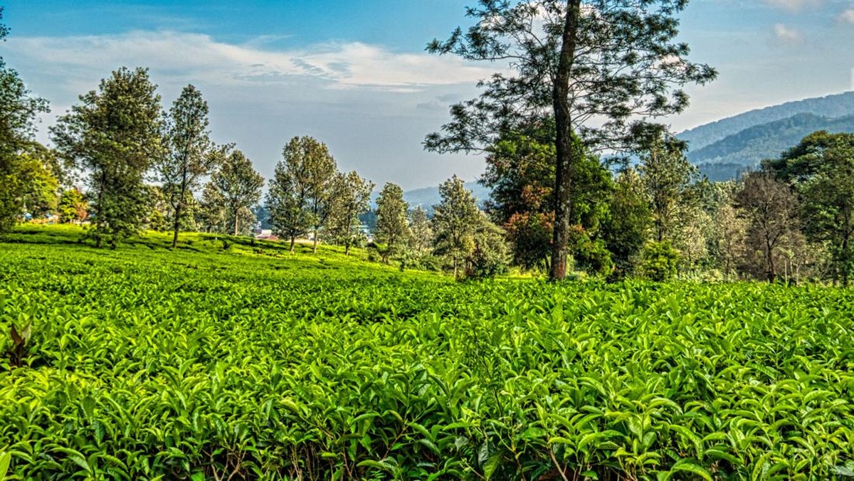 Kementan Mau Sulap Kebun Teh Jadi Lahan Bawang Putih-Udah "Dekati" KDM