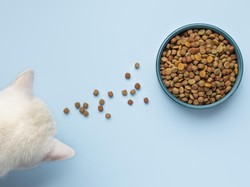 Makanan Kucing Asal Asia Tenggara Sukses Raih Penghargaan di Amerika