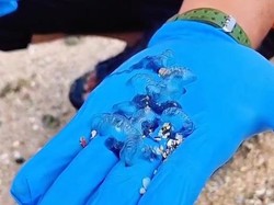 Wisatawan Wajib Waspada! Ubur-ubur Beracun Mulai Muncul di Pantai Gunungkidul