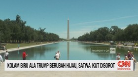 Kolam Biru Ala Trump Berubah Hijau, Satwa Ikut Disorot