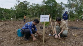Program restorasi ekosistem di Desa Aek Haminjon, Tapanuli Selatan, fokus pada pemulihan habitat Orangutan Tapanuli.