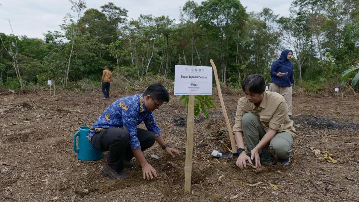 Orangutan Tapanuli Sisa 800 Ekor, Habitat Batang Toru Direstorasi