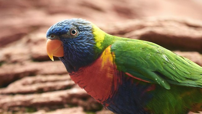 Burung nuri dahi biru, spesies langka, ditemukan kembali di Pulau Buru setelah hampir satu abad. 