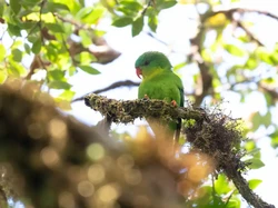 Burung Paling Misterius di Indonesia Ditemukan, Ilmuwan Terharu