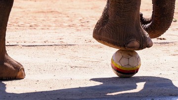 Tarak Si Gajah Prediksi Jerman vs Pantai Gading di Piala Dunia 2026