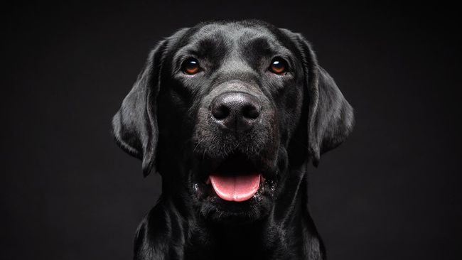 Anjing pendeteksi temukan barang berisiko biosekuriti di Bandara Auckland. Akibatnya, tiga pilot kena denda karena bawa makanan yang tak dilaporkan.