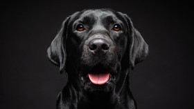 Anjing pendeteksi temukan barang berisiko biosekuriti di Bandara Auckland. Akibatnya, tiga pilot kena denda karena bawa makanan yang tak dilaporkan.