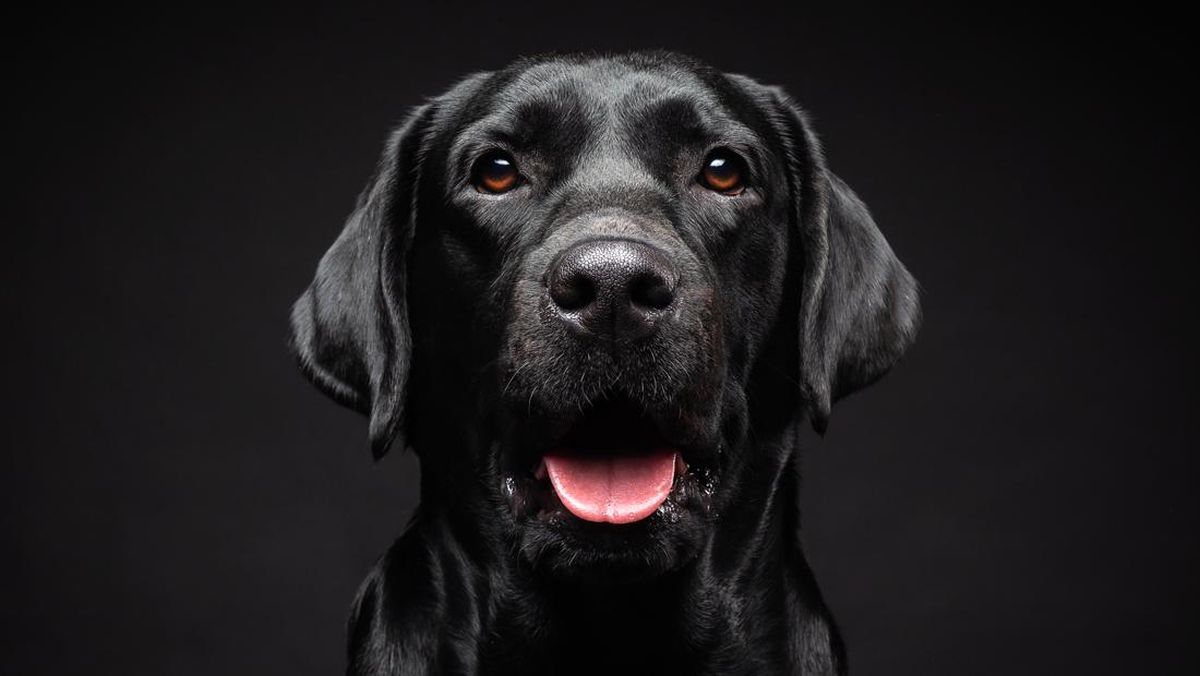 3 Pilot Kena Denda Senilai Rp4 Juta Gara-Gara Anjing Labrador Ini