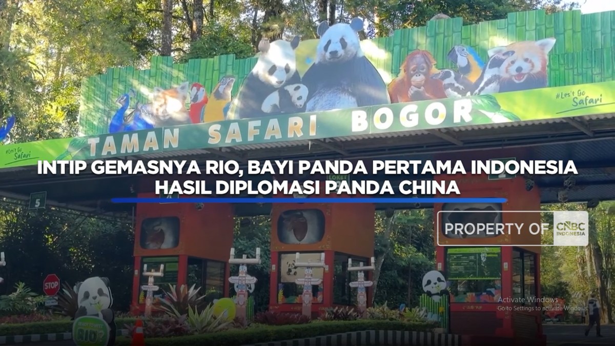 Intip Gemasnya Rio, Bayi Panda Pertama RI Hasil Diplomasi Panda China