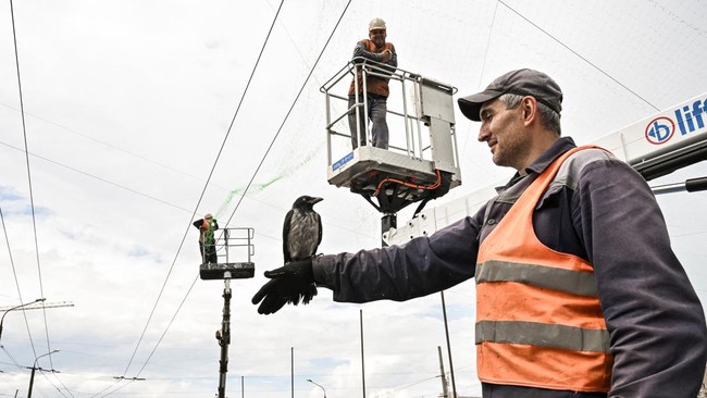 A municipal worker holds a bird on his hand as his colleagues install anti-drone netting over a street amid Russia's attack on Ukraine, on the outskirts of Zaporizhzhia, Ukraine, June 18, 2026. REUTERS/Stringer