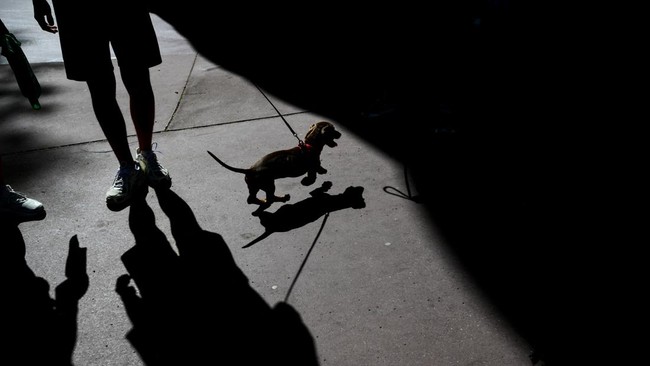 Owners and their pets participate in the first 'dachshund dog meeting and walk' in Lyon, south-eastern France on June 14, 2026. (Photo by OLIVIER CHASSIGNOLE / AFP)