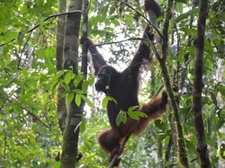 Sekarang Himba Gagah Banget, Tak Disangka Masa Bayinya Begitu Kelam