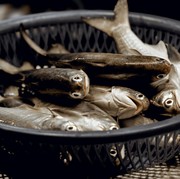 5 Ikan di Indonesia dengan Gizi Paling Tinggi