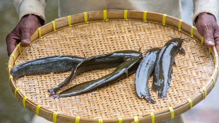 Ikan lele