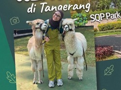 Video: JALAN YUK! Main Sama Alpaca di Tangerang