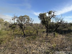 Singgah di Nilgen Park, Australia Barat, Surga Bunga Liar yang Beradaptasi dengan Api