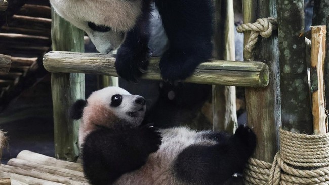 Six-month-old giant panda cub Satrio 'Rio' Wiratama, the first to be born in Indonesia, plays with his mother Hu Chun, 15,  inside their enclosure at Taman Safari Indonesia in Bogor, West Java province, Indonesia, June 20, 2026. REUTERS/Willy Kurniaw