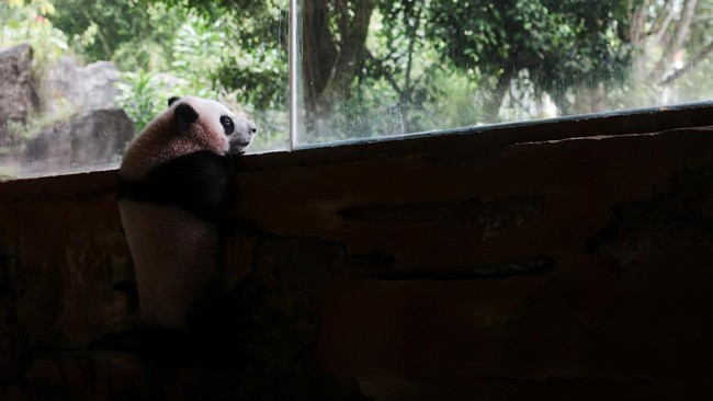 Six-month-old giant panda cub Satrio 'Rio' Wiratama, the first to be born in Indonesia, stands inside his enclosure at Taman Safari Indonesia in Bogor, West Java province, Indonesia, June 20, 2026. REUTERS/Willy Kurniawan