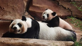 Six-month-old giant panda cub Satrio 'Rio' Wiratama, the first to be born in Indonesia, plays with his mother Hu Chun, 15, inside their enclosure at Taman Safari Indonesia in Bogor, West Java province, Indonesia, June 20, 2026. REUTERS/Willy Kurniawa