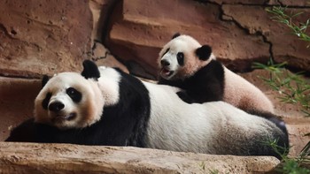 Six-month-old giant panda cub Satrio 'Rio' Wiratama, the first to be born in Indonesia, plays with his mother Hu Chun, 15, inside their enclosure at Taman Safari Indonesia in Bogor, West Java province, Indonesia, June 20, 2026. REUTERS/Willy Kurniawa