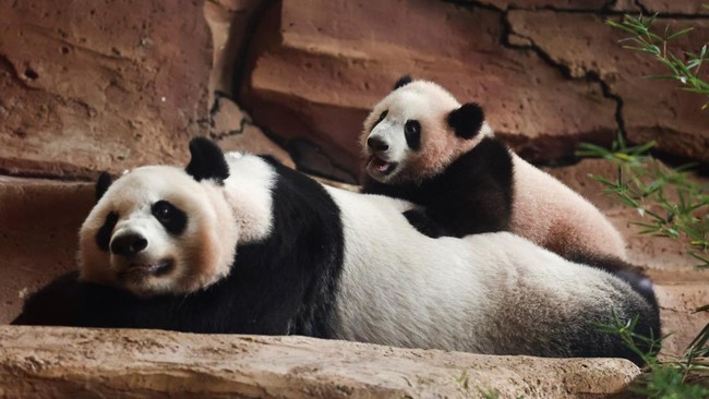 Six-month-old giant panda cub Satrio 'Rio' Wiratama, the first to be born in Indonesia, plays with his mother Hu Chun, 15, inside their enclosure at Taman Safari Indonesia in Bogor, West Java province, Indonesia, June 20, 2026. REUTERS/Willy Kurniawa