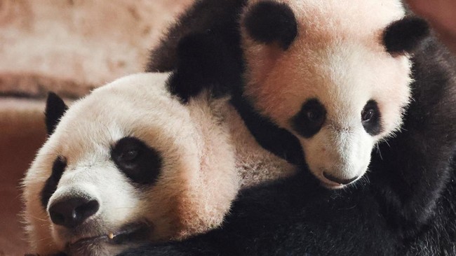 Six-month-old giant panda cub Satrio 'Rio' Wiratama, the first to be born in Indonesia, plays with his mother Hu Chun, 15, inside their enclosure at Taman Safari Indonesia in Bogor, West Java province, Indonesia, June 20, 2026. REUTERS/Willy Kurniawa