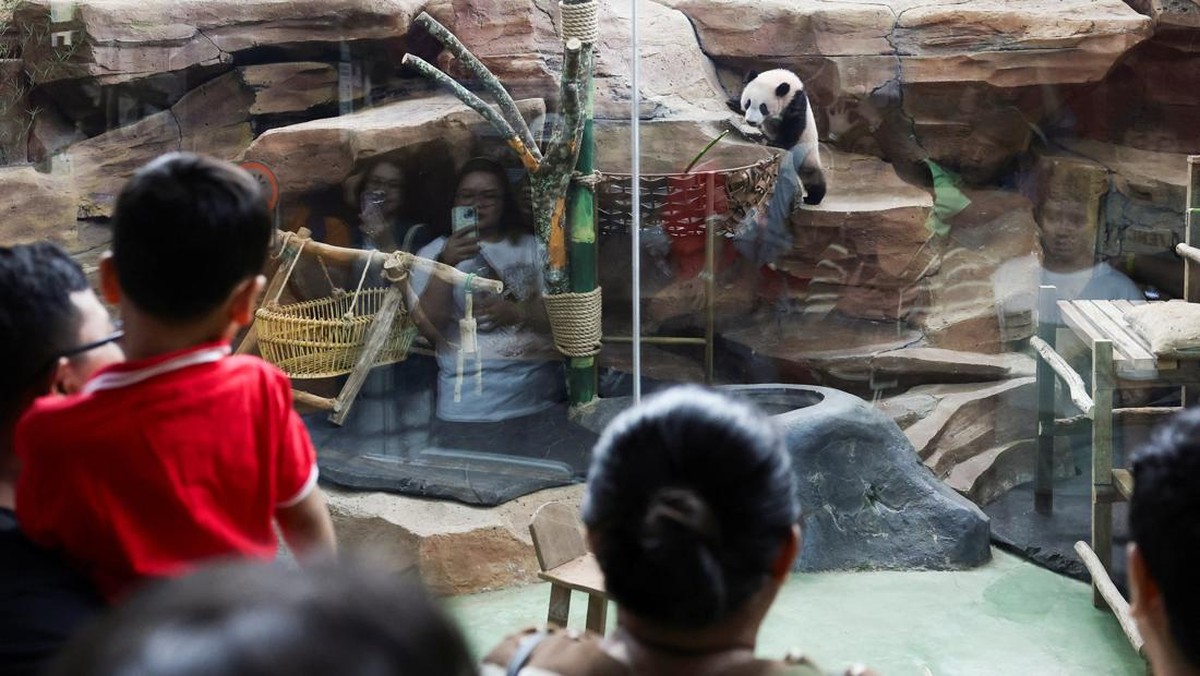 Six-month-old giant panda cub Satrio 'Rio' Wiratama, the first to be born in Indonesia, plays inside his enclosure as visitors observe him at Taman Safari Indonesia in Bogor, West Java province, Indonesia, June 20, 2026. REUTERS/Willy Kurniawan