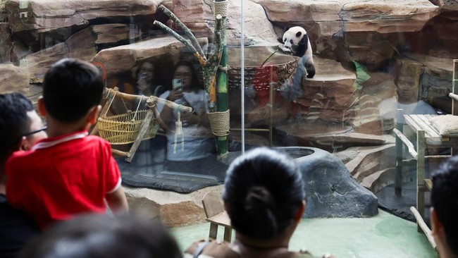 Six-month-old giant panda cub Satrio 'Rio' Wiratama, the first to be born in Indonesia, plays inside his enclosure as visitors observe him at Taman Safari Indonesia in Bogor, West Java province, Indonesia, June 20, 2026. REUTERS/Willy Kurniawan