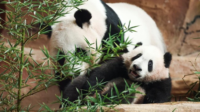 Six-month-old giant panda cub Satrio 'Rio' Wiratama, the first to be born in Indonesia, plays with his mother Hu Chun, 15, inside their enclosure at Taman Safari Indonesia in Bogor, West Java province, Indonesia, June 20, 2026. REUTERS/Willy Kurniawa