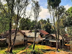 Riwayat Kadubengkung, Surga Raksasa Manis yang Tergusur Cengkih