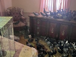 Penampakan Rumah Viral yang Dipenuhi Ratusan Hewan Ini Kondisinya Mengenaskan