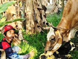 Comi, Anak Sapi Hasil IB Belgian Blue Keempat yang Lahir di Kobar