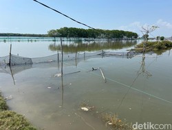 Bupati Pati Ungkap Pemicu Sebulan Rob di Tunggulsari Belum Surut