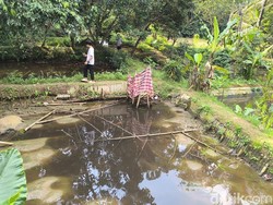 Ikan Mati Massal Usai Ratusan Kolam di Tasikmalaya Tercemar Air Lindi