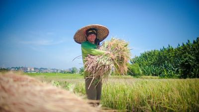 FAO menempatkan produksi beras Indonesia pada angka 38,6 juta ton (setara beras giling) untuk 2026/27, melonjak secara signifikan dari 34,0 juta ton pada 2024/25.