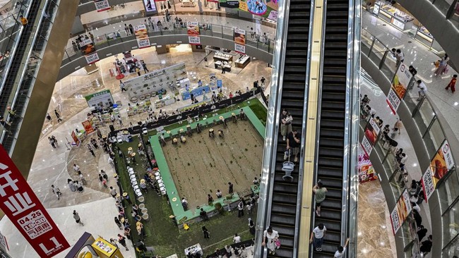 Competitors take part in a rice transplanting competition in a paddy set up inside a shopping mall in Ningbo, in China's eastern Zhejiang Province on June 21, 2026. (Photo by HECTOR RETAMAL / AFP)