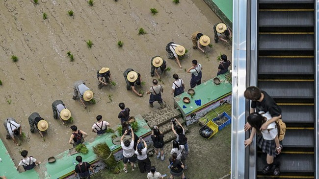 Competitors take part in a rice transplanting competition in a paddy set up inside a shopping mall in Ningbo, in China's eastern Zhejiang Province on June 21, 2026. (Photo by HECTOR RETAMAL / AFP)