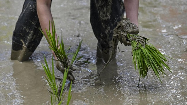 Competitors take part in a rice transplanting competition in a paddy set up inside a shopping mall in Ningbo, in China's eastern Zhejiang Province on June 21, 2026. (Photo by HECTOR RETAMAL / AFP)