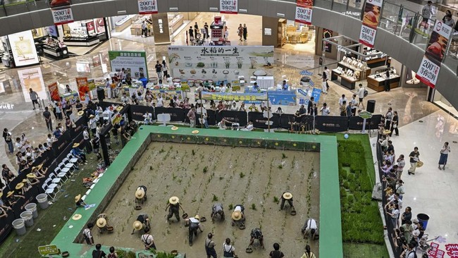 Competitors take part in a rice transplanting competition in a paddy set up inside a shopping mall in Ningbo, in China's eastern Zhejiang Province on June 21, 2026. (Photo by HECTOR RETAMAL / AFP)