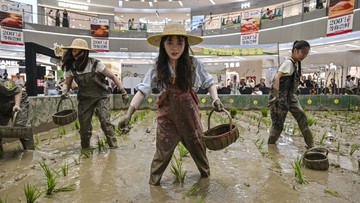 FOTO: Mal di China Sulap Lantai Dasar Jadi Sawah Pengunjung Tanam Padi